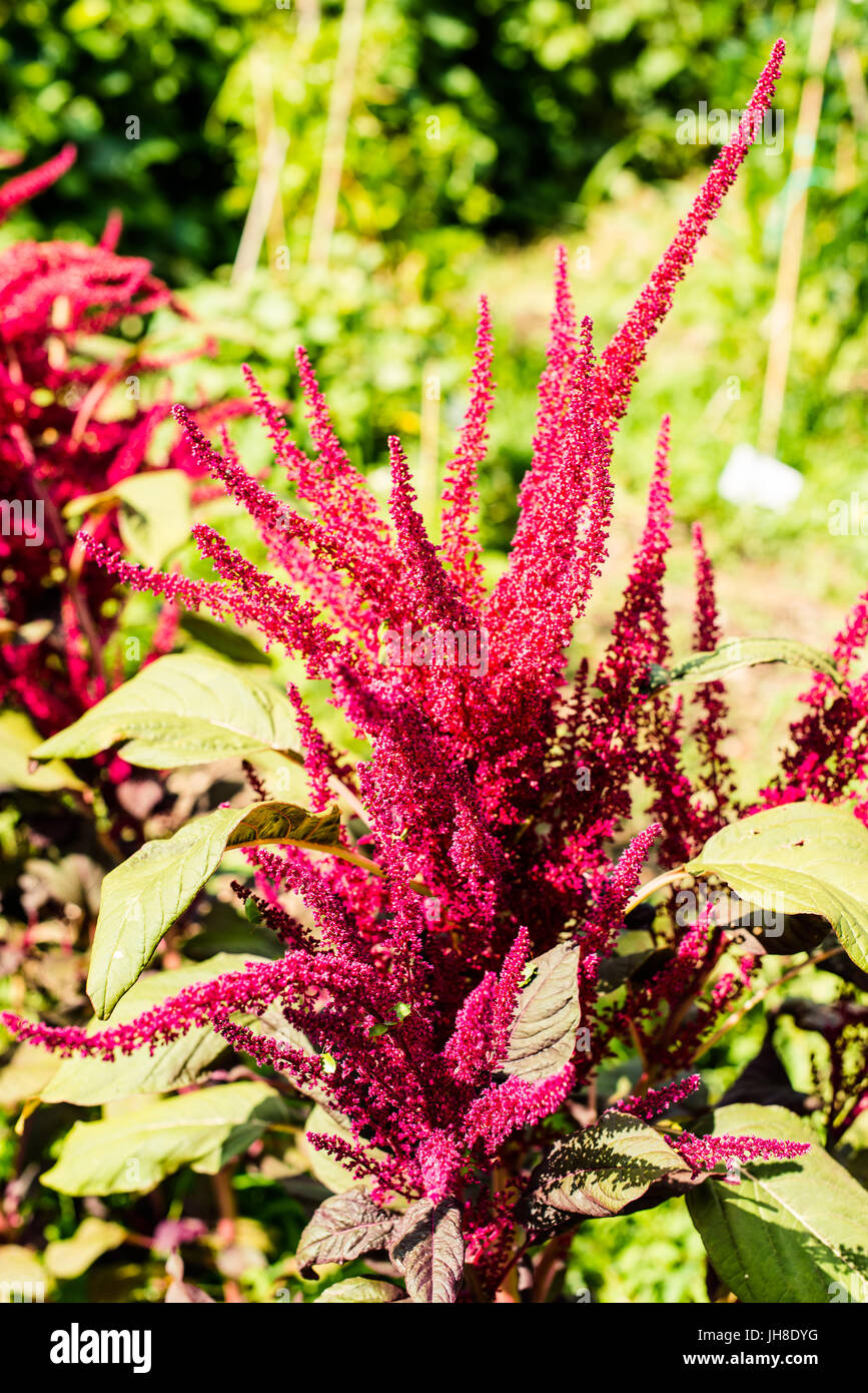 Amaranto - amaranthus hypochondriacus - Botanica beckgrounds Foto Stock