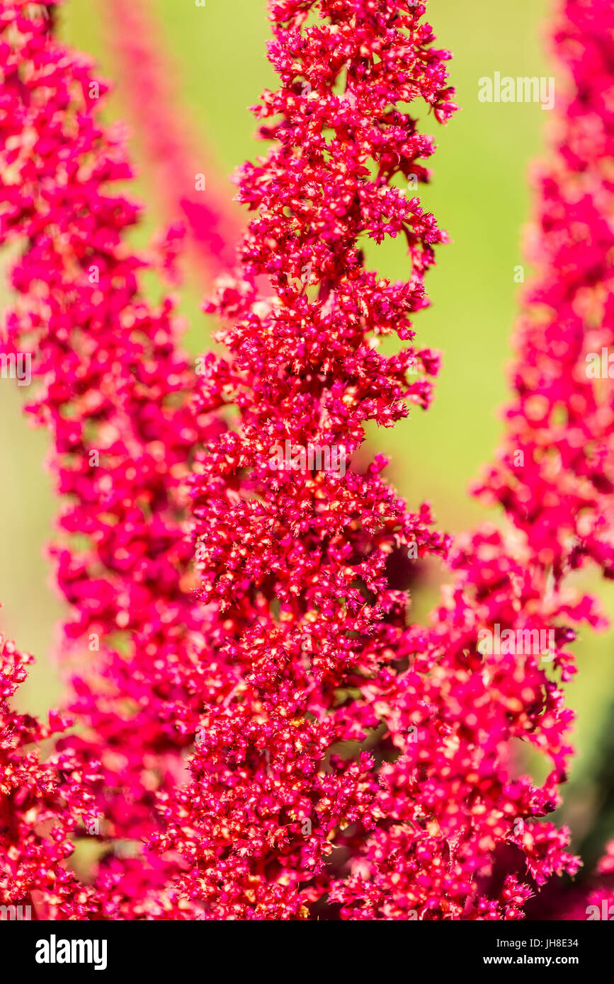 Amaranto - amaranthus hypochondriacus - Botanica beckgrounds Foto Stock