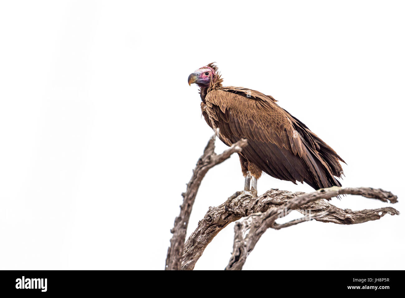 Falda-di fronte vulture nel parco nazionale di Kruger, Sud Africa ; Specie Torgos tracheliotos famiglia di Accipitridae Foto Stock