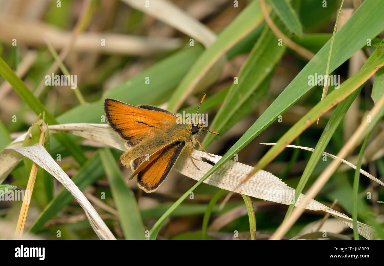 Piccola Skipper Butterfly - Thymelicus sylvestris maschio su foglia di erba Foto Stock