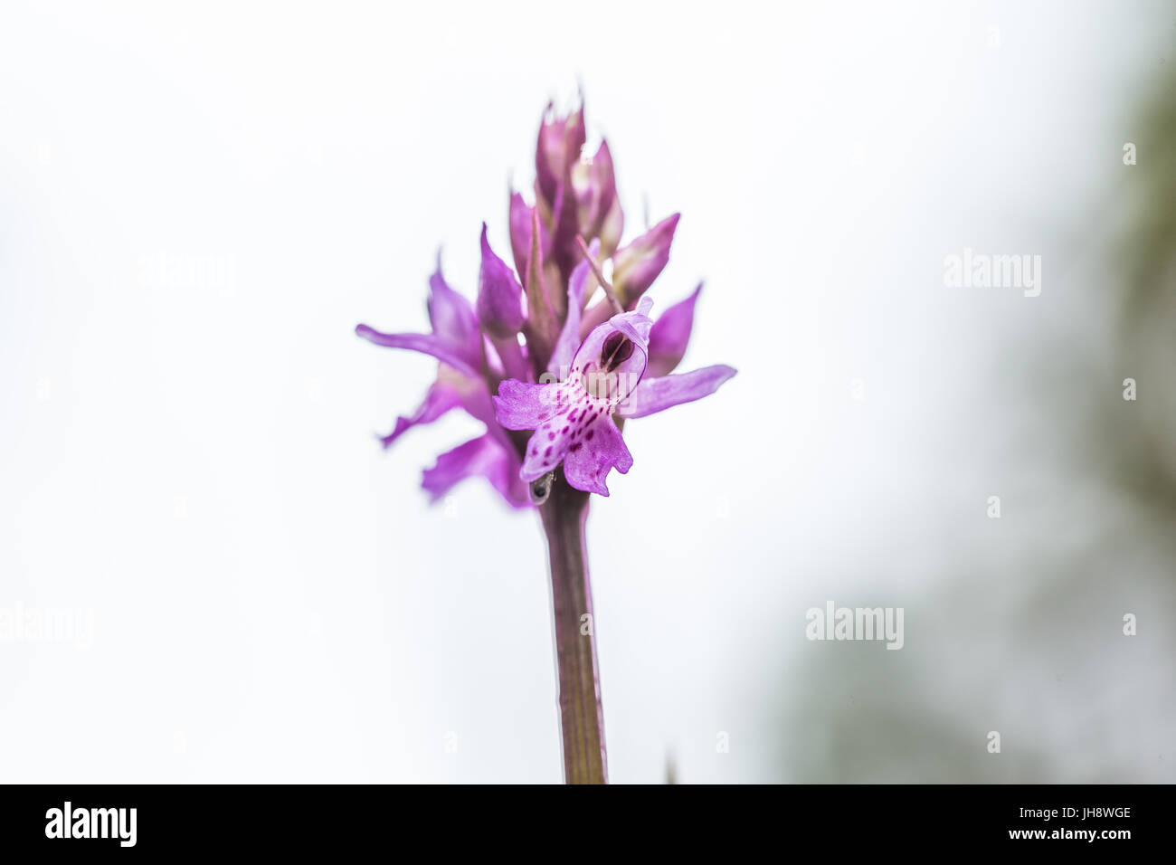Una bella rosa rara orchidea selvatica Fioritura in estate marsh. Closeup foto macro, profondità di campo. Foto Stock