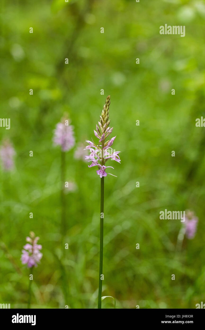 Una bella rosa rara orchidea selvatica Fioritura in estate marsh. Closup foto macro, profondità di campo. Foto Stock