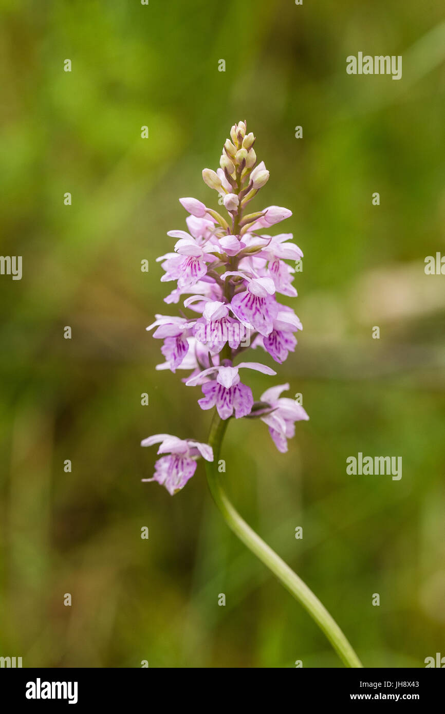 Una bella rosa rara orchidea selvatica Fioritura in estate marsh. Closup foto macro, profondità di campo. Foto Stock