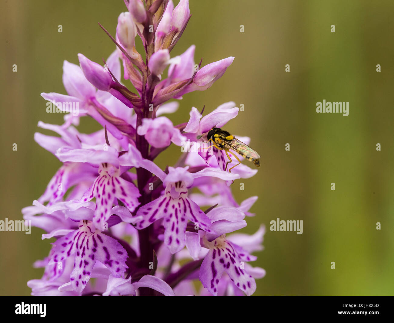 Una bella rosa rara orchidea selvatica Fioritura in estate marsh. Closup foto macro, profondità di campo. Foto Stock