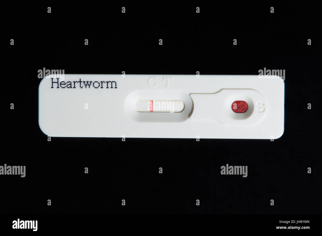 Prova di heartworm. Un risultato negativo del test. Un campione di sangue viene posto nel pozzetto del campione. Una linea colorata apparve alla linea di controllo di area. Foto Stock
