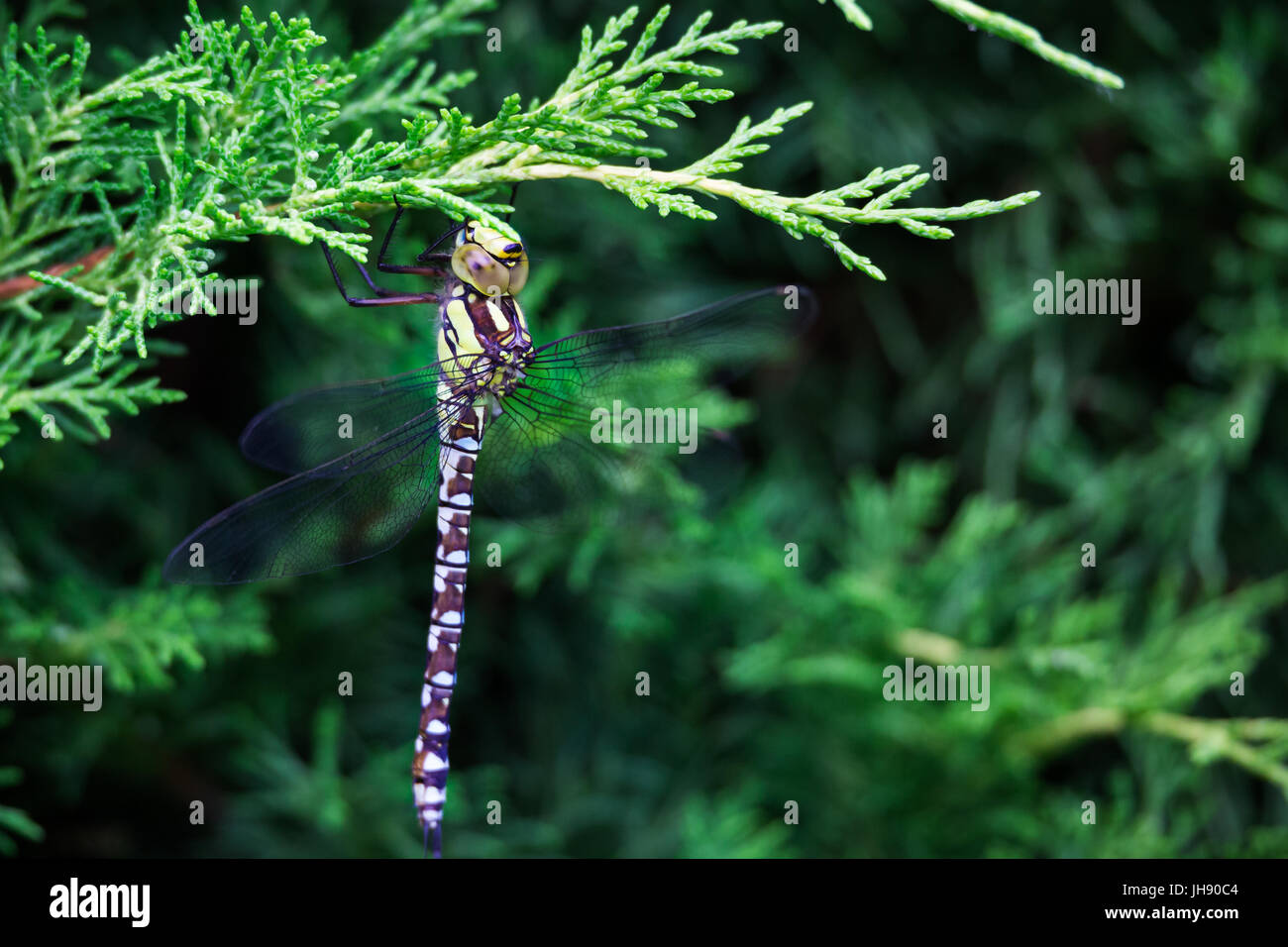 Alimentazione a forma di libellula Foto Stock