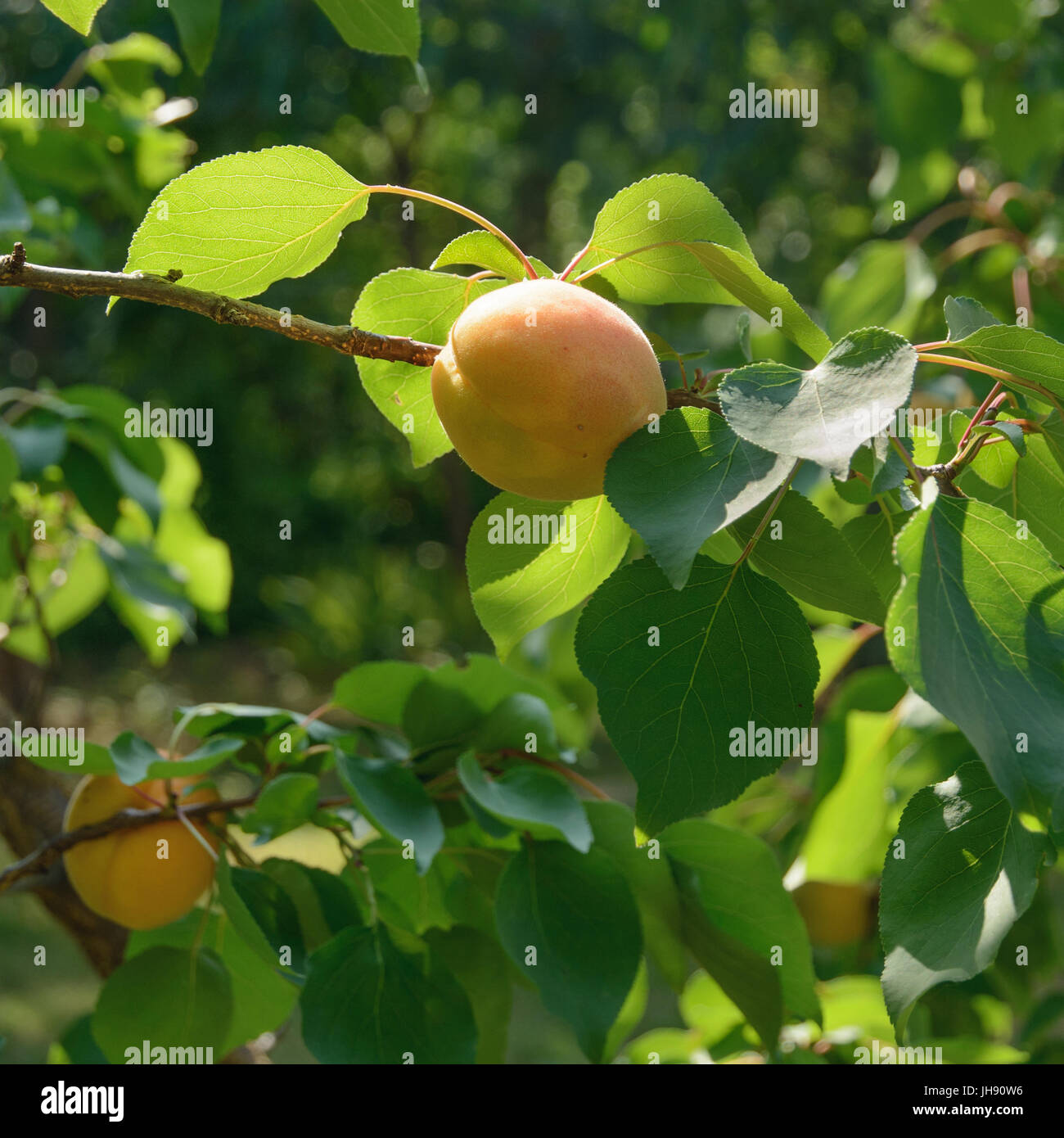Albicocca frutta su un ramo, inondate di luce calda del sole. Messa a fuoco selettiva. Foto Stock