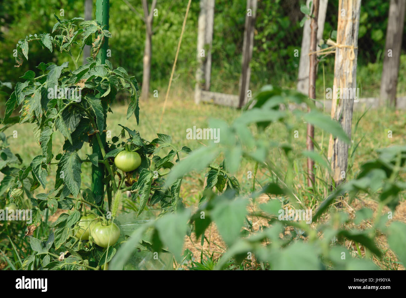Pianta di pomodoro con verde, frutti immaturi legato un gioco. Messa a fuoco selettiva. Foto Stock