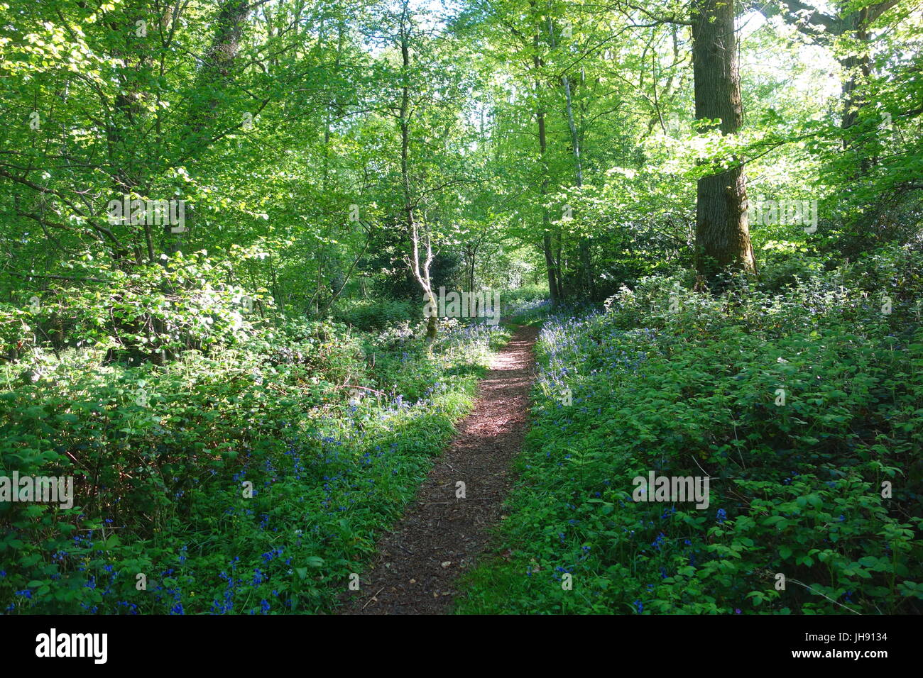 Un bellissimo inglese bluebell wood: Wyeseal legno, Gloucestershire (parte della foresta del decano). Foto Stock
