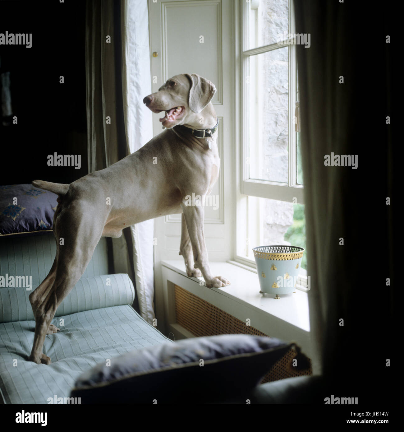 Cane guardando fuori da una finestra aperta Foto Stock