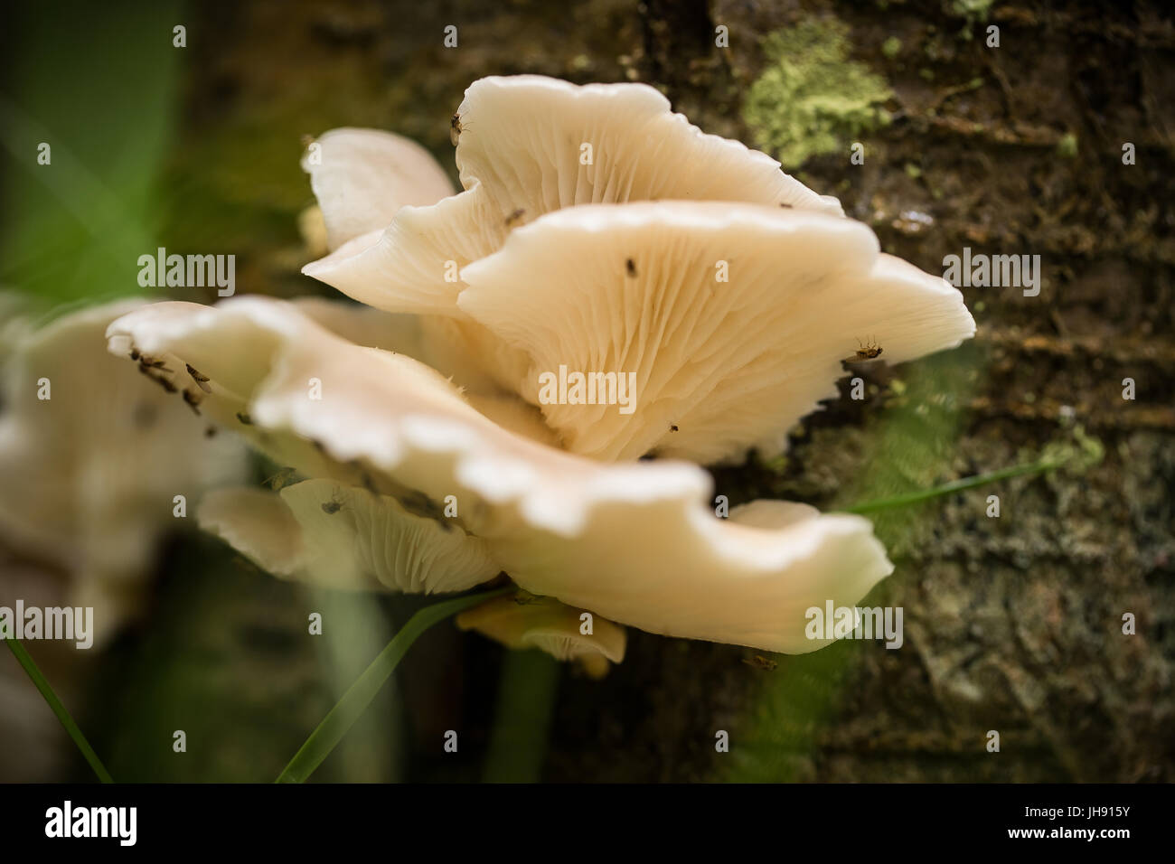 Bel bianco di funghi che crescono su una corteccia di albero in estate dopo la pioggia. Foto Stock