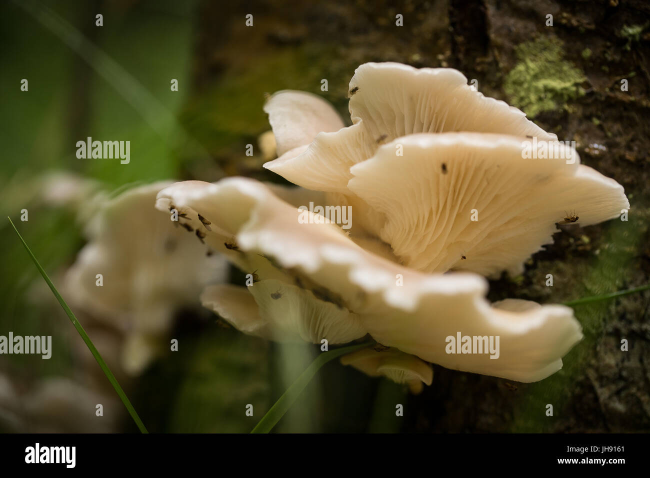 Bel bianco di funghi che crescono su una corteccia di albero in estate dopo la pioggia. Foto Stock