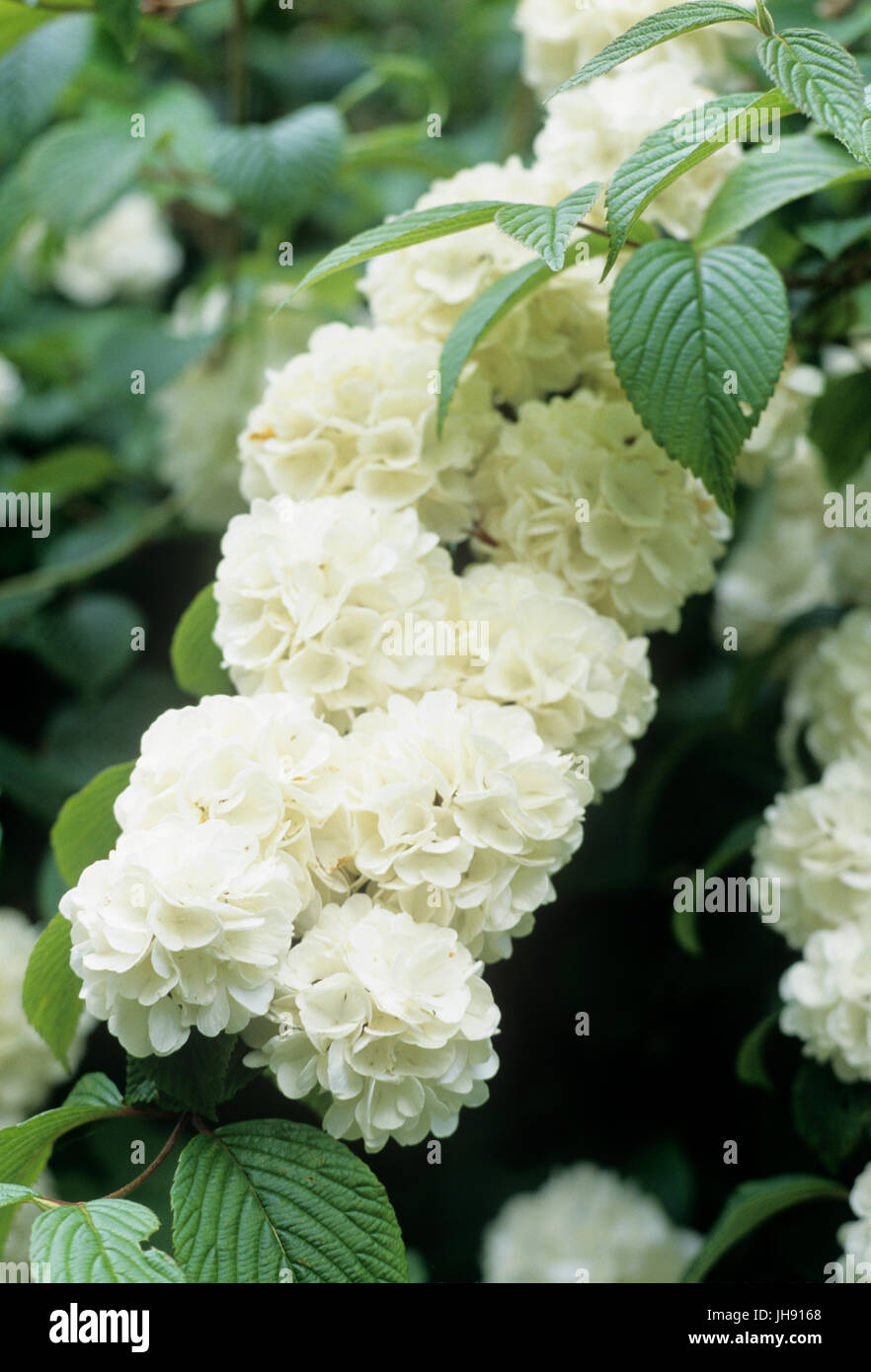 Fiori bianchi in giardino Foto Stock