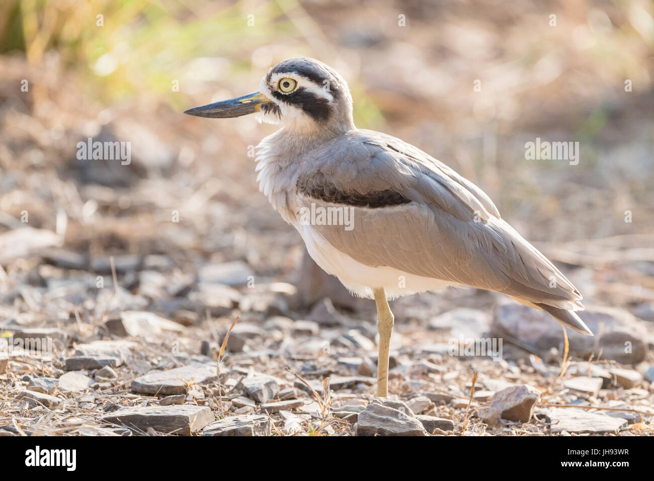 Grande thick-ginocchio (Esacus recurvirostris) in piedi sul suolo, Ranthambhore national park, Rajasthan, India Foto Stock