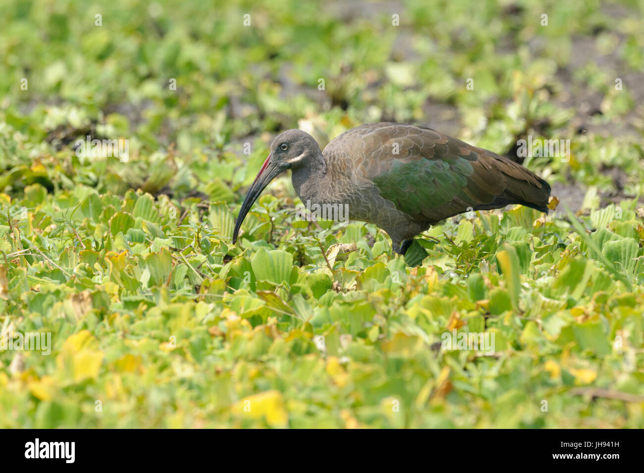 Ibis Hadada (Bostrychia hagedash) foraggio su impianti idrici, Serengeti National Park, Tanzania. Foto Stock