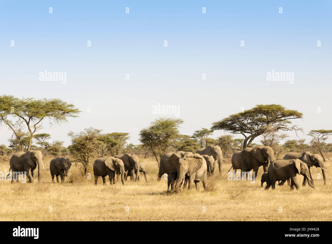 Elefante africano (Loxodonta africana) allevamento, Serengeti National Park, Tanzania Foto Stock