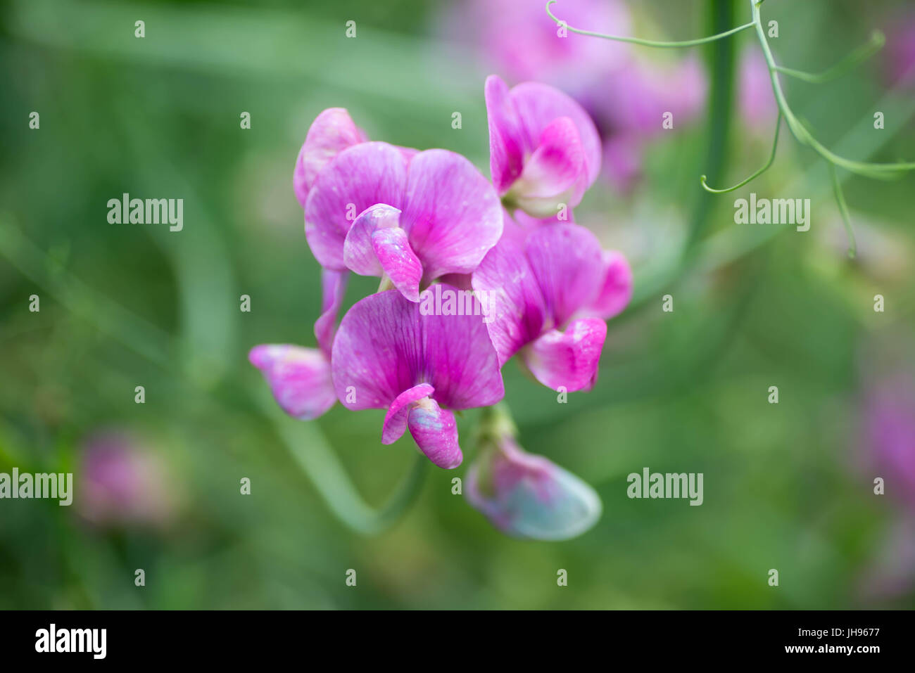 Pisello dolce fiore macro messa a fuoco selettiva Foto Stock