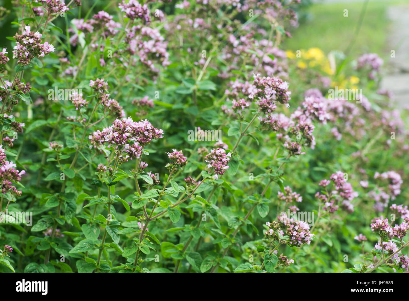 Primo piano alla fioritura origano in giardino il fuoco selettivo Foto Stock