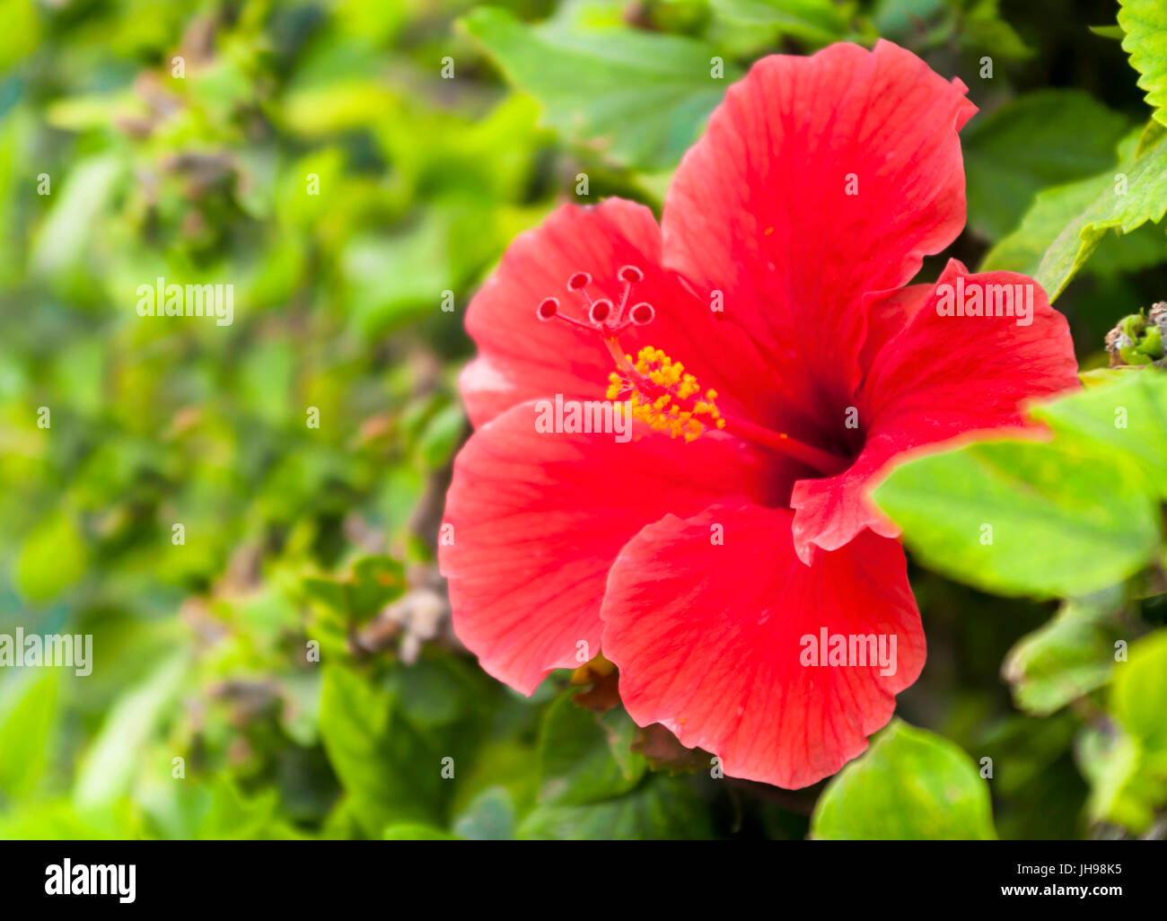 Rosso di fiori di ibisco con foglie sulla giornata di sole Foto Stock