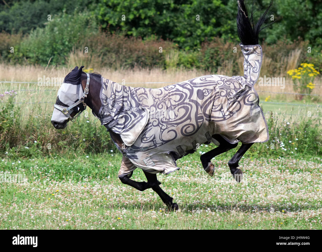Mature, East Sussex. 13 luglio 2017. Piena protezione dagli insetti per questo cavallo in East Sussex come le temperature cominciano a salire. Credito: Peter Cripps/Alamy Live News Foto Stock
