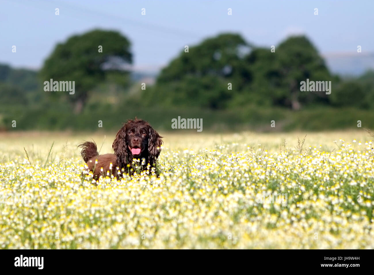 Mature, East Sussex. 13 luglio 2017. Fudge il cocker spaniel godendo il sole in un campo di dasies, East Sussex. Credito: Peter Cripps/Alamy Live News Foto Stock