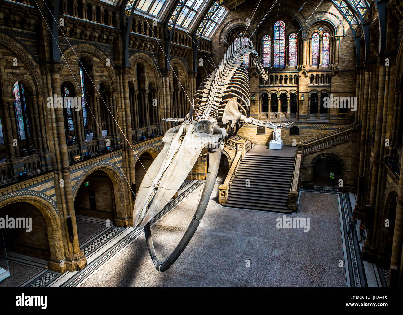 La speranza, Balena Blu, il Museo di Storia Naturale Foto Stock