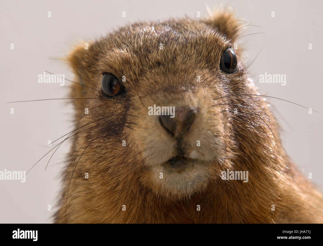 Una marmotta Bobak fotografato in Zentralmagazin Naturwissenschaftlicher Sammlungen (lit, centrale di pile di collezioni scientifiche, ZNS) di Halle-Wittenberg università di Halle/Saale Germania, 3 luglio 2017. Il peluche è stato selezionato per una nuova mostra speciale sui cambiamenti climatici ed evoluzione presso il Landesmuseum fuer Vorgeschichte a Halle/Saale. Foto: Hendrik Schmidt/dpa-Zentralbild/dpa Foto Stock