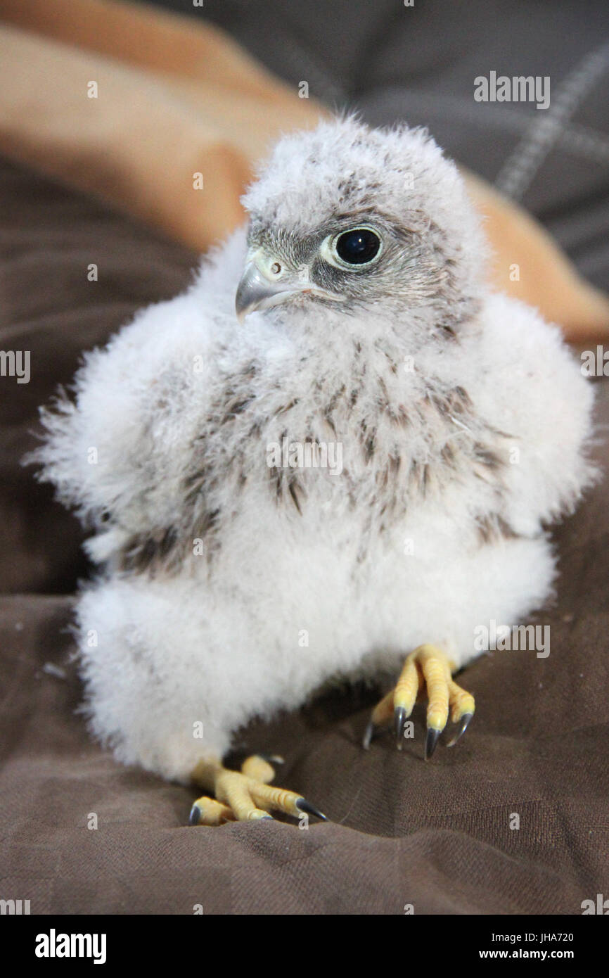 Bad Elster, Germania. 3 Luglio, 2017. Un gheppio poche settimane all'Vogel- und Igelpflegestation (lit. bird e santuario di hedgehog) in Bad Elster, Germania, 3 luglio 2017. Foto: Katrin Mädler/dpa-Zentralbild/dpa/Alamy Live News Foto Stock