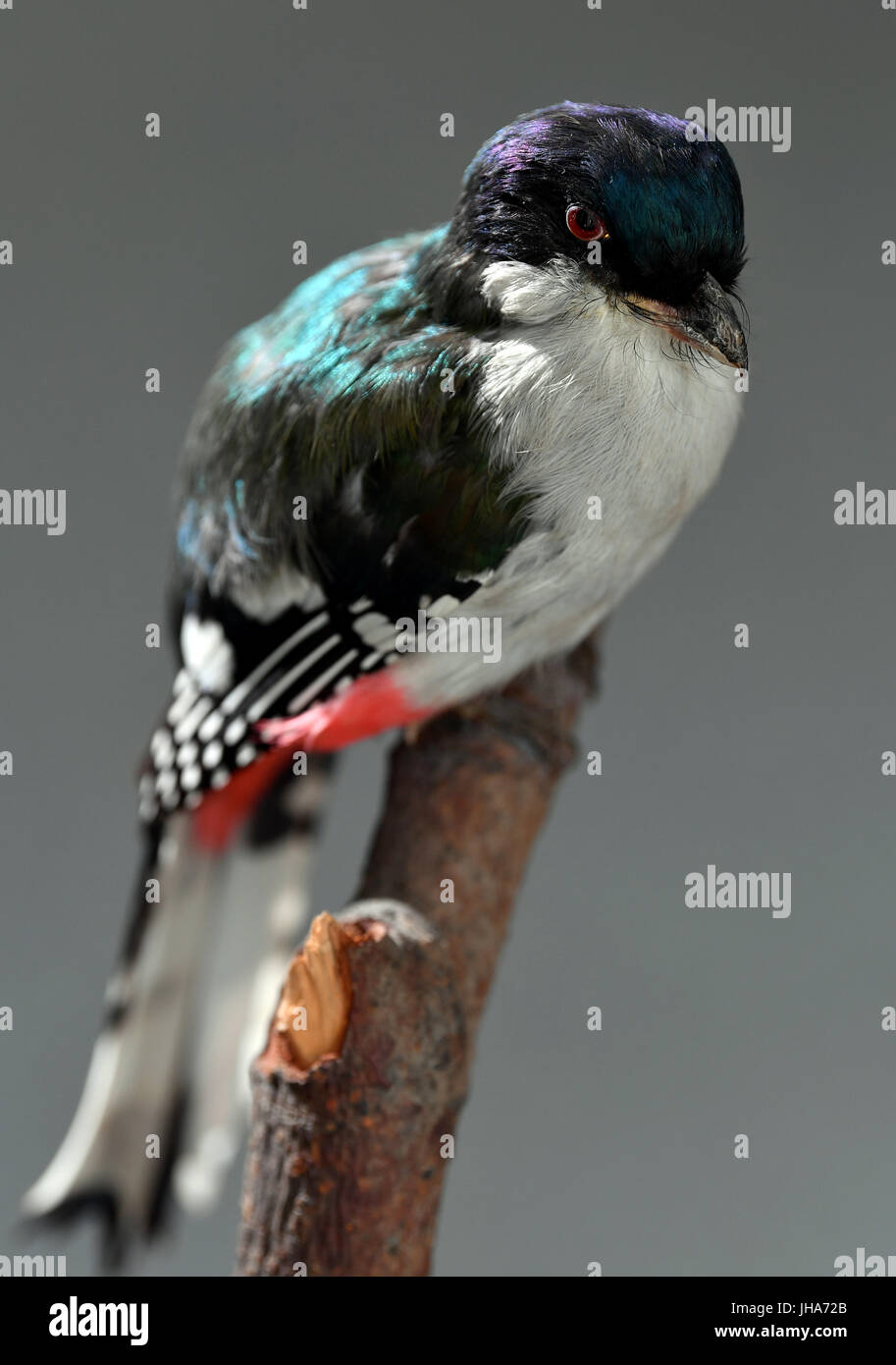 Un cubano trogon nel Zentralmagazin Naturwissenschaftlicher Sammlungen (lit, centrale di pile di collezioni scientifiche, ZNS) di Halle-Wittenberg università di Halle/Saale Germania, 3 luglio 2017. Il peluche è stato selezionato per una nuova mostra speciale sui cambiamenti climatici ed evoluzione presso il Landesmuseum fuer Vorgeschichte a Halle/Saale. Foto: Hendrik Schmidt/dpa-Zentralbild/dpa Foto Stock