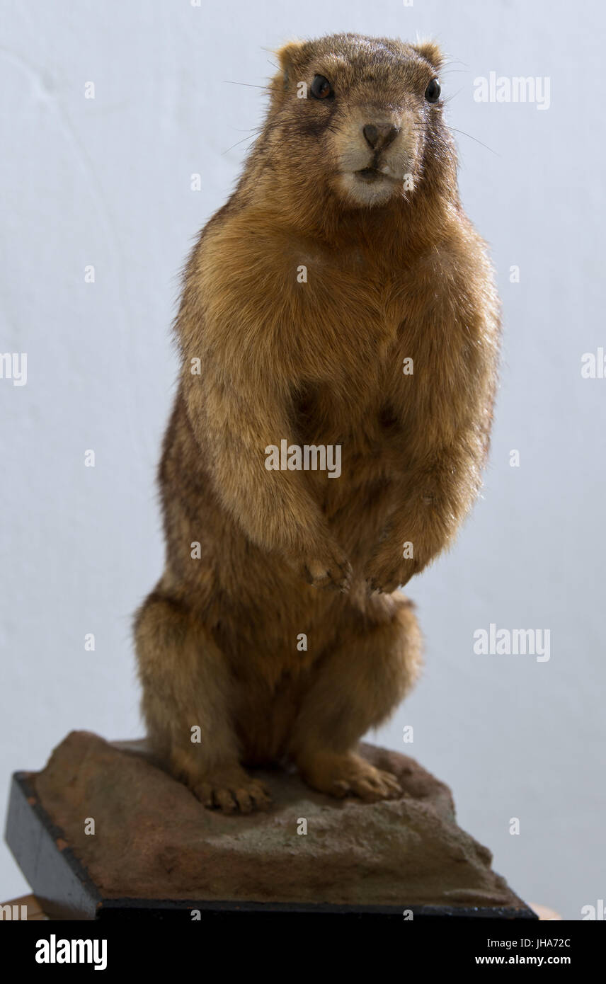 Una marmotta Bobak fotografato in Zentralmagazin Naturwissenschaftlicher Sammlungen (lit, centrale di pile di collezioni scientifiche, ZNS) di Halle-Wittenberg università di Halle/Saale Germania, 3 luglio 2017. Il peluche è stato selezionato per una nuova mostra speciale sui cambiamenti climatici ed evoluzione presso il Landesmuseum fuer Vorgeschichte a Halle/Saale. Foto: Hendrik Schmidt/dpa-Zentralbild/dpa Foto Stock