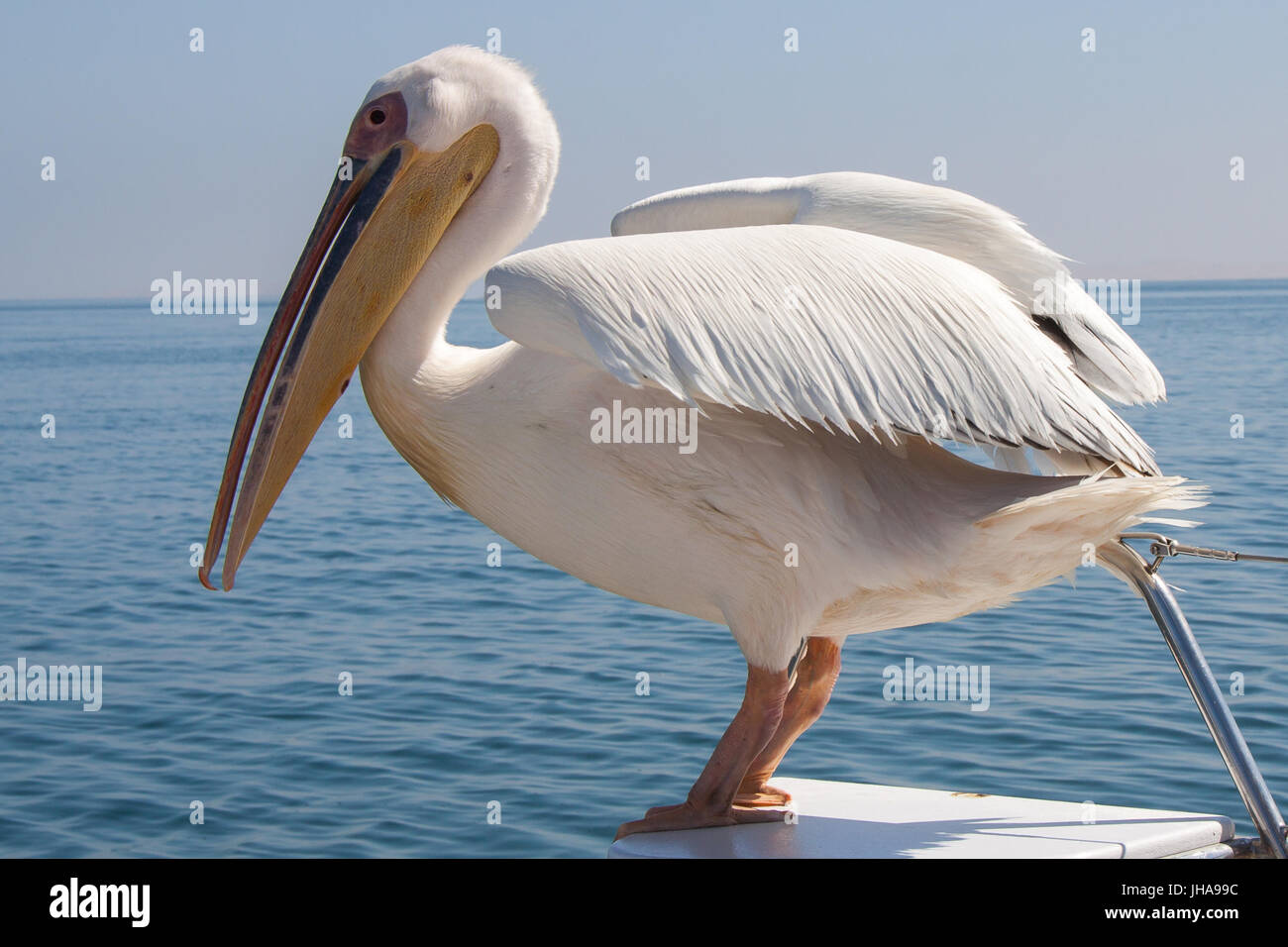 Great White Pelican seduto sulla barca, Walvis Bay in Namibia Foto Stock