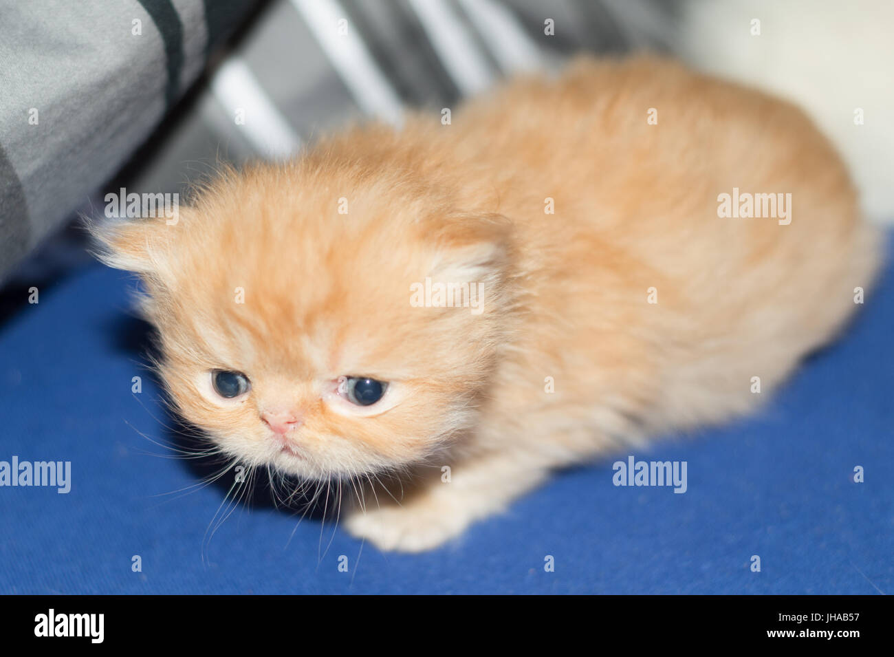 8 settimane vecchio cucciolo Foto Stock