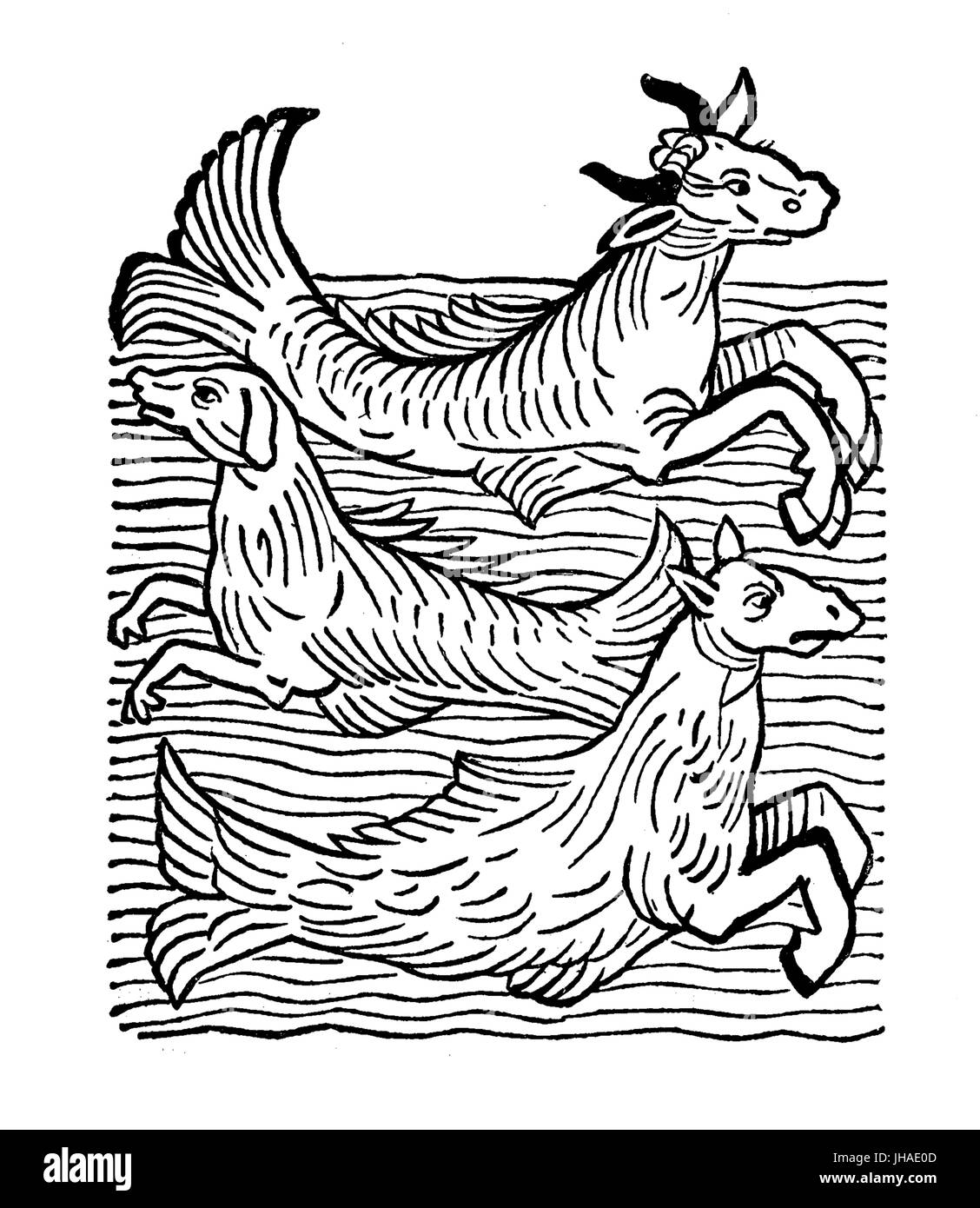 Fantastici mostri marini; mucche di mare, mare cane, Sea Horse, incisione medievale anno 1491 Foto Stock