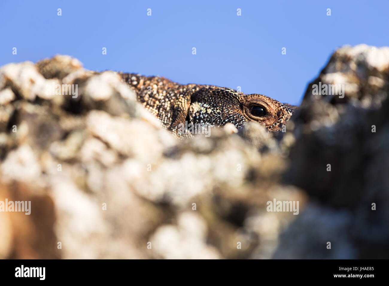 Un australiano goanna lucertola pere sopra una roccia in questo chiudere l'immagine. Foto Stock