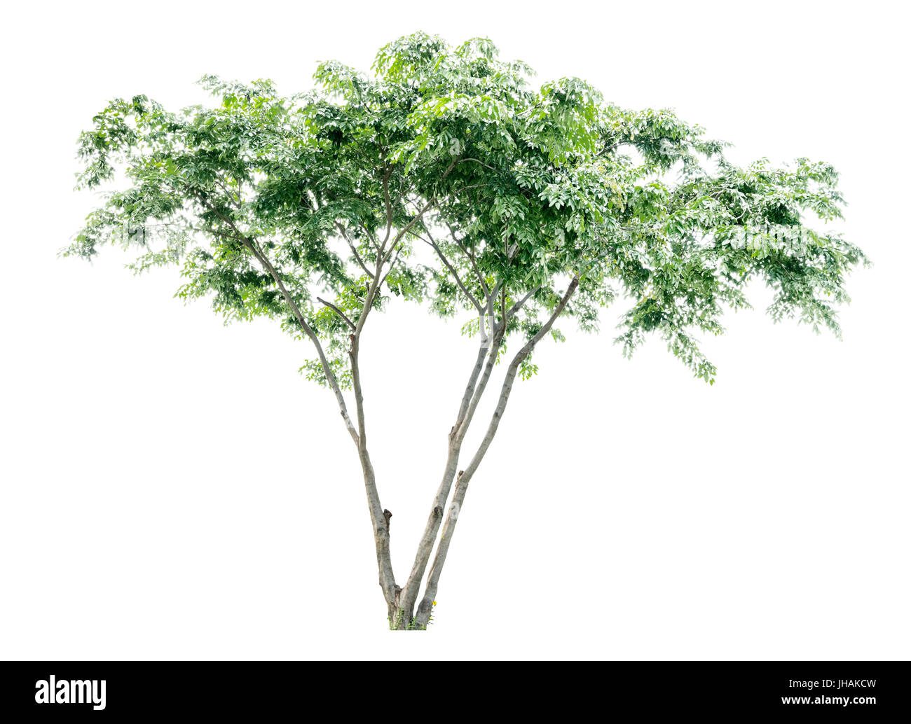 Albero tropicale isolata su sfondo bianco per design, pubblicità e architettura Foto Stock