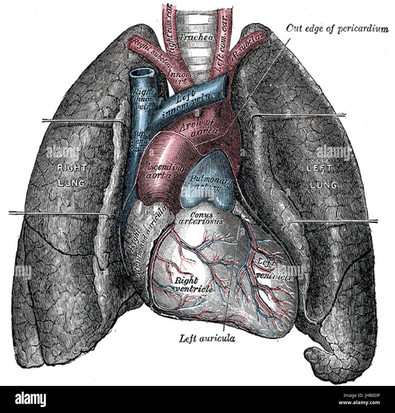 Questa illustrazione anatomica mostra il cuore e i polmoni umani, enfatizzando la loro struttura e funzione all'interno del corpo. Foto Stock