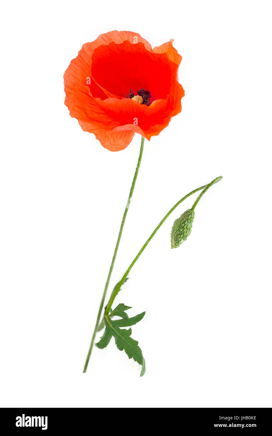 Papaveri rossi nomi comuni: comune di papavero, mais papavero, coquelicot su sfondo bianco Foto Stock