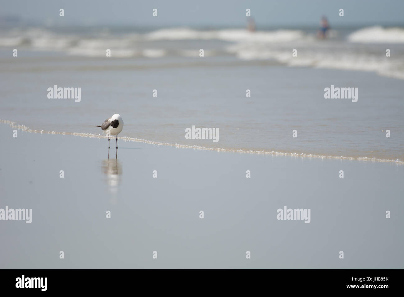 Bird su Amelia Island Foto Stock