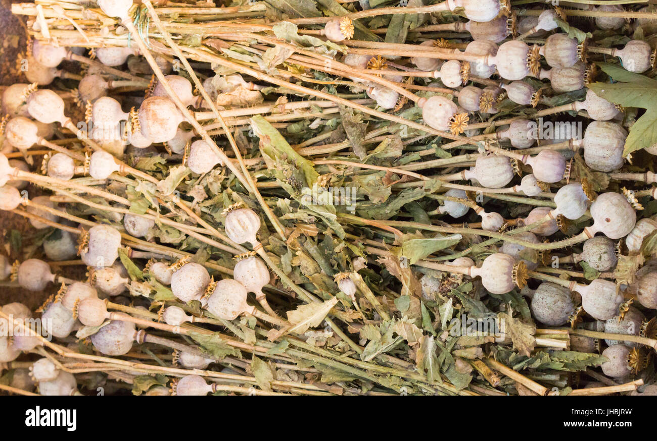 Essiccato semi di papavero giacciono su un palo Foto Stock