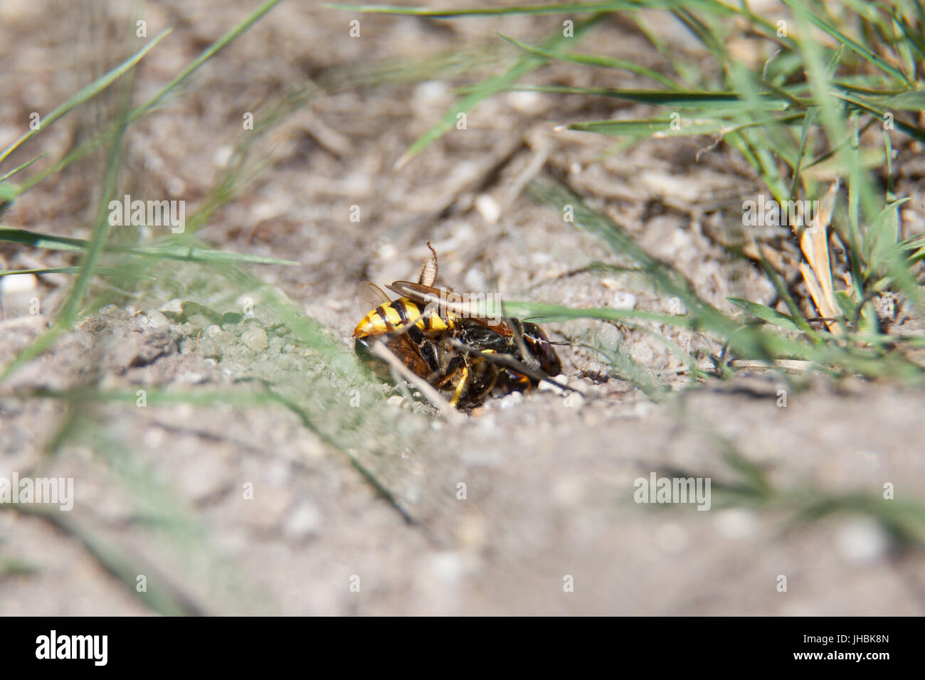 Beewolf Wasp Philanthus con paralizzato il miele delle api che vengono adottate per le vespe burrow camera per deporre le uova e larve di produrre. Tunnel ricavati nel Dorset garden Foto Stock