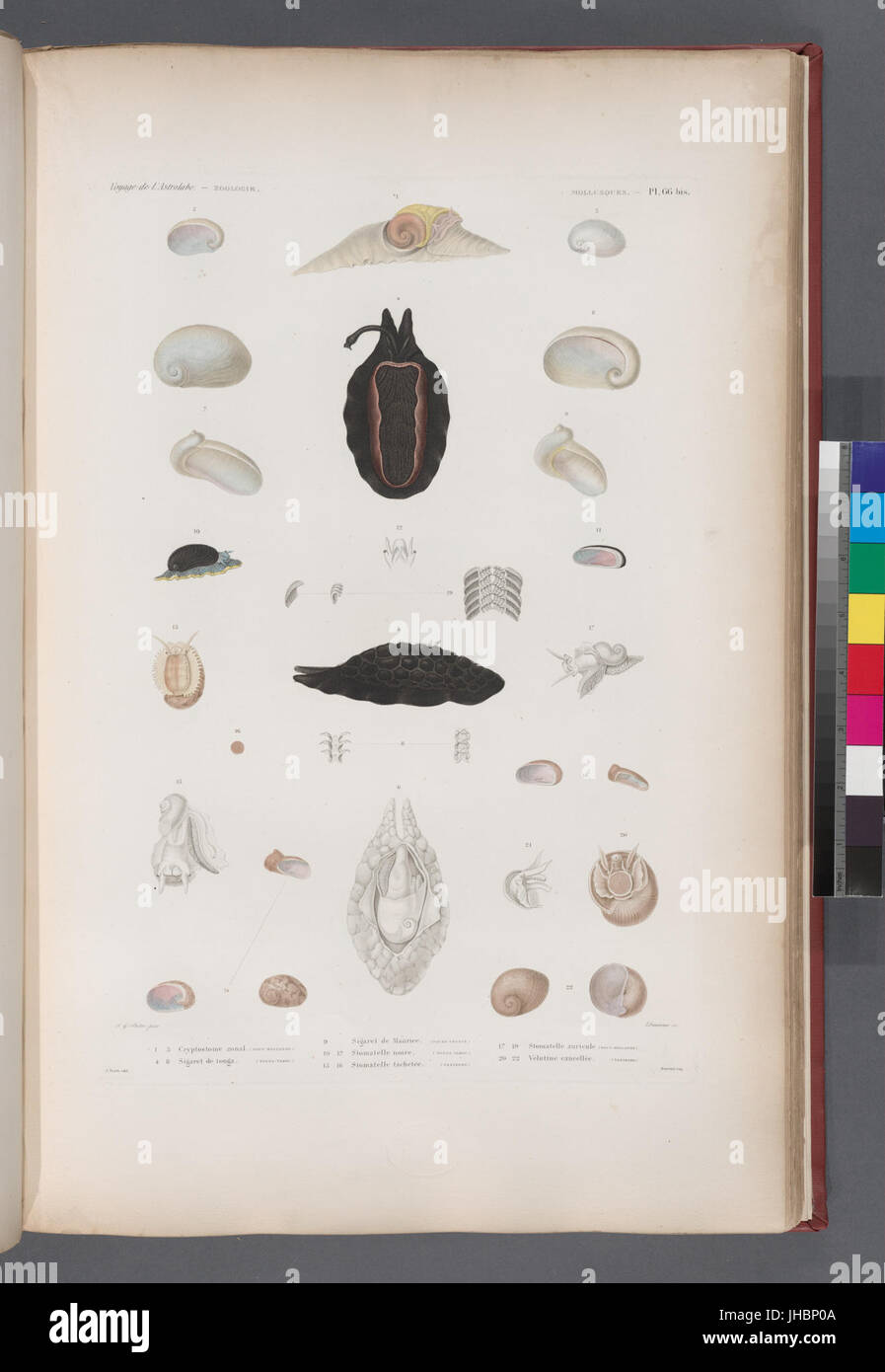 Mollusques- 1.- 3. Cryptostome zonal. (Nouv.-Hollande.); 4.- 8. Sigaret de Tonga. (Tonga-Tabou.); 9. Sigarel de Maurice. (Ile-de-France); 10.- 12. Stomatelle noire. (Tonga-Tabou.); 13.- 16. (NYPL b13624459-1267158) Foto Stock