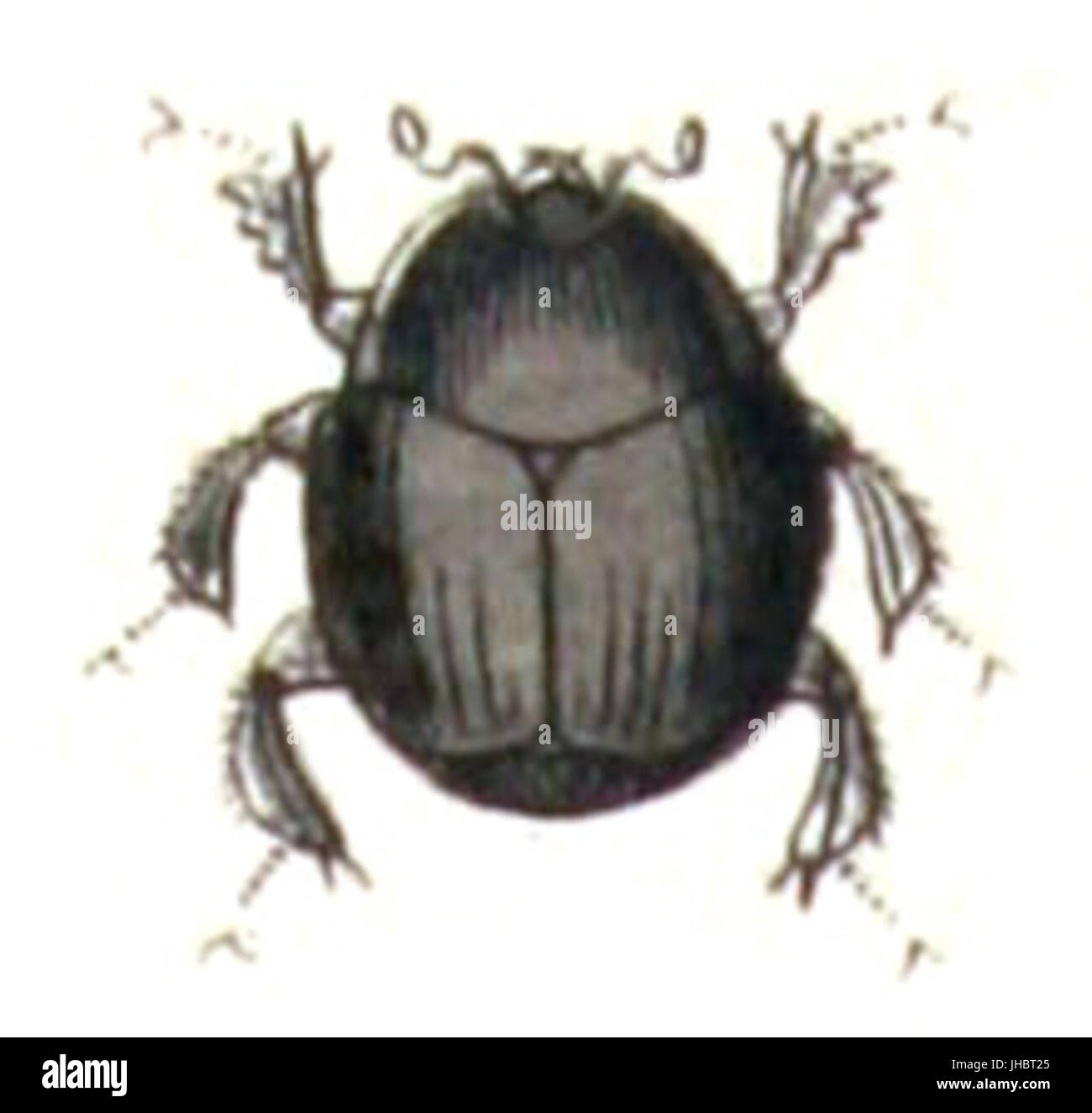 Hister.unicolor.-.calwer.17.02 Foto Stock