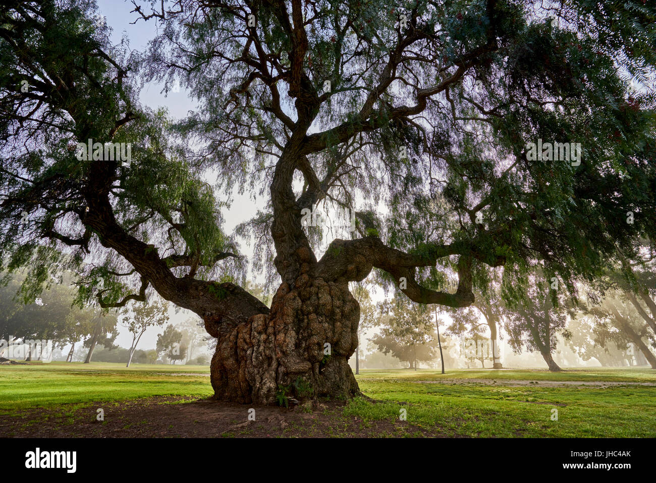 Grande vecchio albero con un sacco di carattere Foto Stock