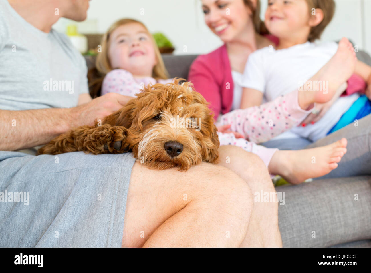 Cockerpoo cane dorme su di esso i proprietari di giro. Il proprietario è seduto su un divano in casa sua con il resto della sua famiglia. Foto Stock