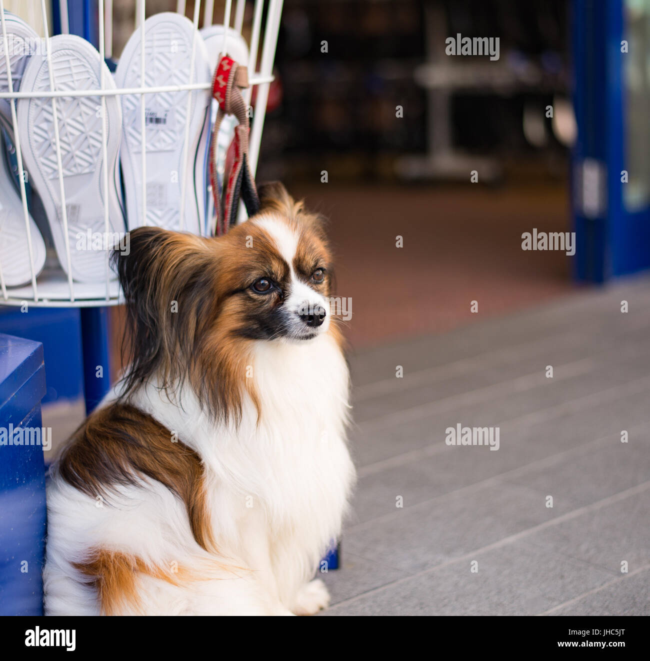 Cane in paziente attesa per il proprietario vicino al negozio Foto Stock