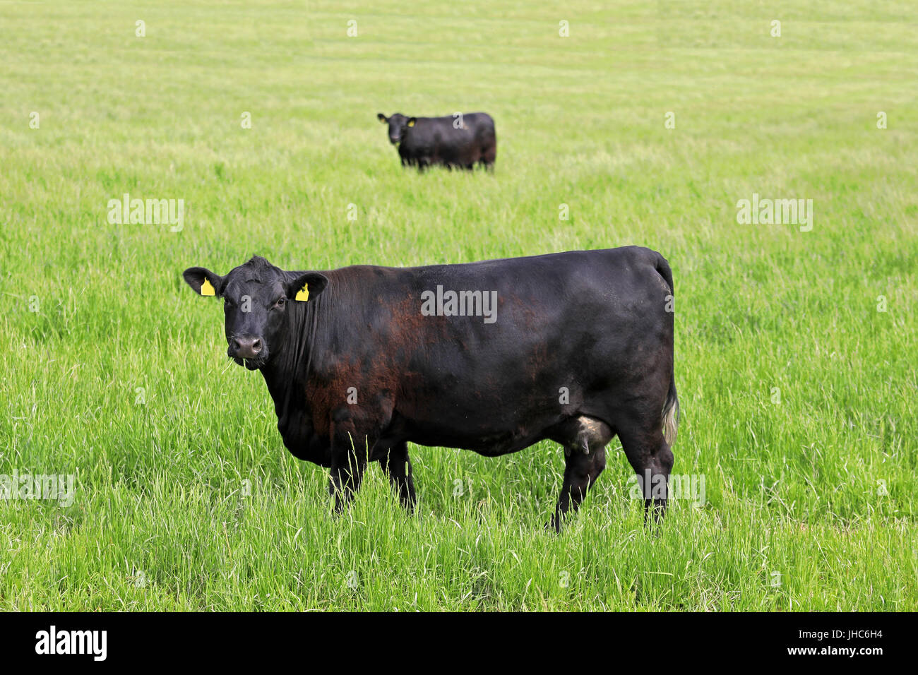 Mucca nera sul prato erboso in estate con un'altra mucca nera in piedi sullo sfondo - Immagine speculare. Foto Stock