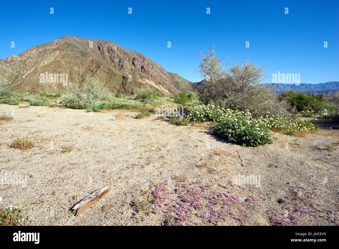 Deserto della California in fiore Foto Stock