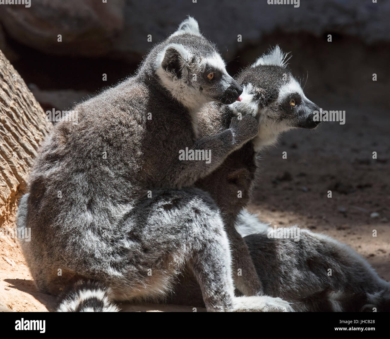 L'anello Tailed lemuri mangiare e della cura del corpo Foto Stock