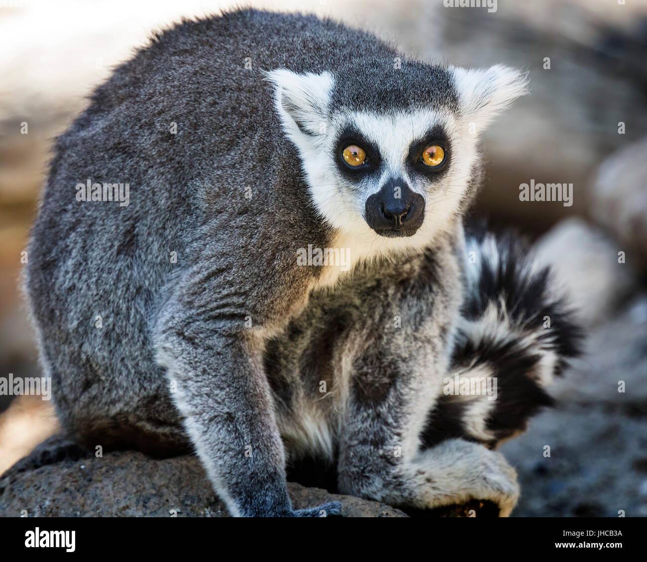 L'anello Tailed lemuri mangiare e della cura del corpo Foto Stock