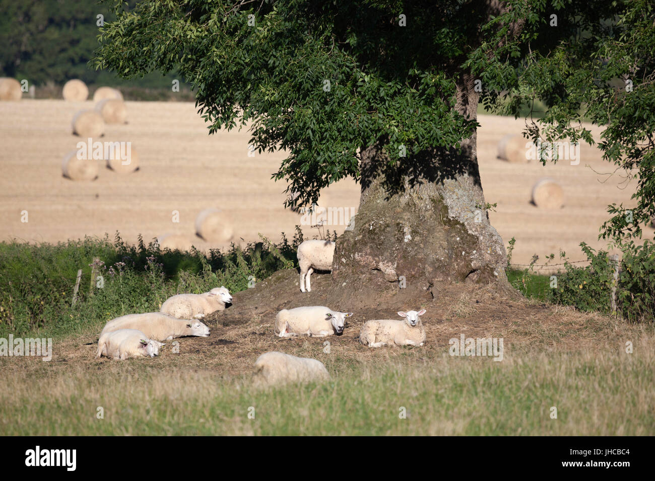 Pecore in appoggio sotto agli alberi, Winchcombe, Cotswolds, Gloucestershire, England, Regno Unito, Europa Foto Stock
